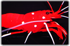 Fire Shrimp